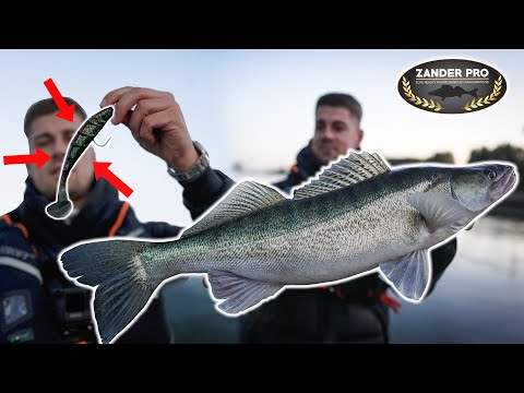 This lure delivers fat zander! Training for the zander pro.
