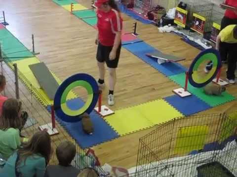 August 31, 2014   IPE Fair   Side by Side   Babbitty Vs Mocha 1