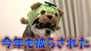 犬、メロンを食べる。#犬との暮らし #chihuahua #dog #チワワ #元気になる動画 #癒し