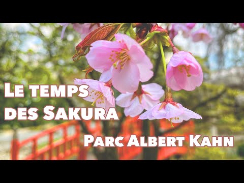 Japon en France, le temps des Sakura au parc Albert Kahn mars 2021 - Filmé avec l'iPhone 12 Pro