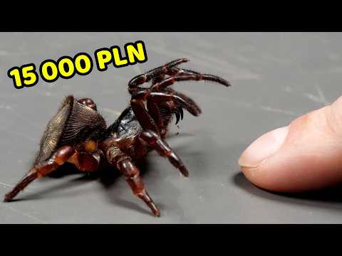 CHIŃSKI PAJĄK OREO - FAKTY i MITY