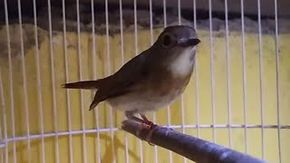 Download lagu SRDC  Betina GACOR NGEPLONG mp3