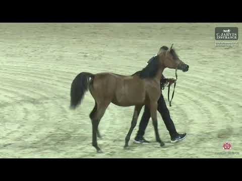 N 30 BUTHAINA   ERAB Arabian Horse International Show 2024   Filly Foals Class 1B