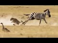 Zebra Kicks Cheetah In The Face