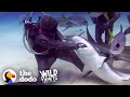 Woman Has Removed Over 300 Hooks From Sharks Mouths The Dodo Wild Hearts