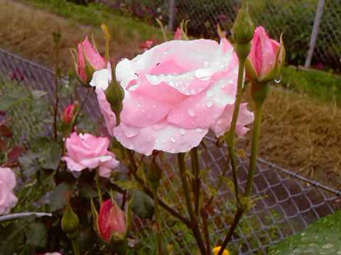 DADDY SPIEWA   - PIJMY WINO ZA KOLEGOW