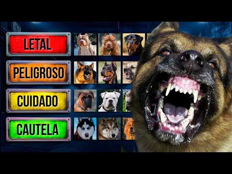 The most dangerous dogs (lethal ranking)