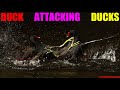 Duck Attacking Ducks That Are Fighting In The Mating Season In An Avian Animal Pond Habitat