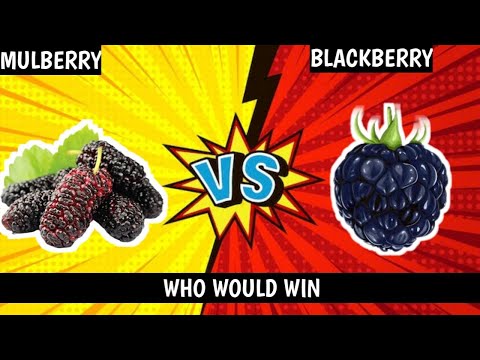 マルベリー VS ブラックベリー |誰が勝つのか#energyquicks #fruits #freshfruits #energy #health