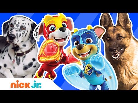 Mighty Pups Meet Real Dog Heroes 🐶 w/ Chase, Marshall & More! | PAW Patrol | Nick Jr.