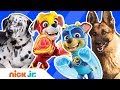 Mighty Pups Meet Real Dog Heroes W Chase Marshall More PAW Patrol Nick Jr