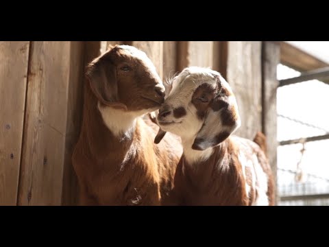 Süßer Nachwuchs in SPO | Westküstenpark braucht in der Corona-Krise dringend Spenden