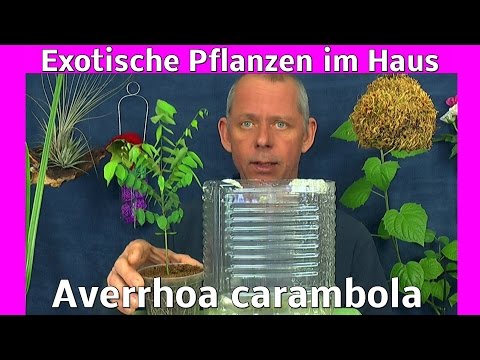 , title : 'Pitahaya Drachen, Carambola averrhoa in der Anzucht. Exotische Pflanzen vermehren'