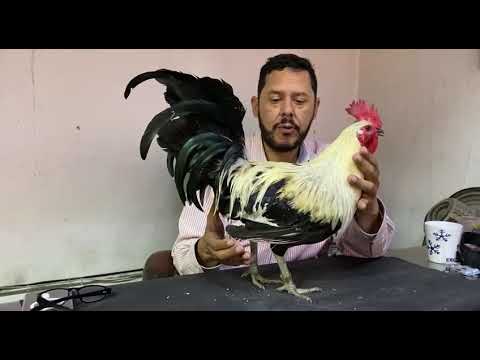 Characteristics of a Clement de Rancho Bugarin