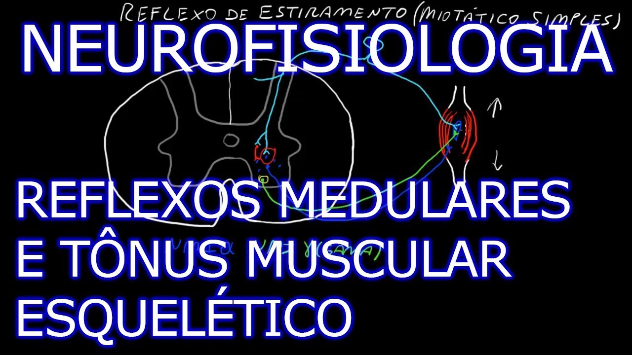 Aula: Neurofisiologia - Reflexos Medulares e Tônus Esquelético | Neurofisiologia Humana