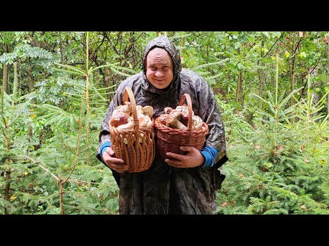 LOTS OF BOLETUS FROM THE RAIN FOREST. Wonderful September mushroom picking.