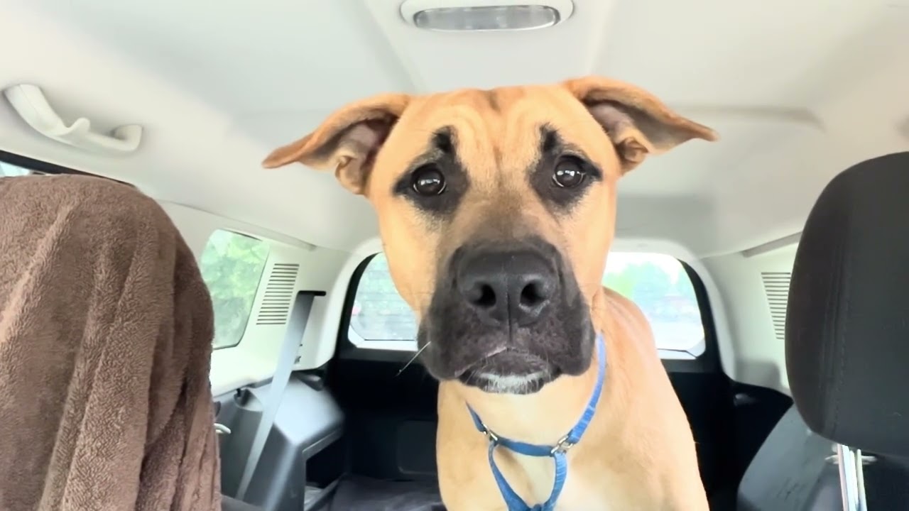 Enlarge Chevy, a ADOPTABLE mixed breed in Quincy, MI video 4/4