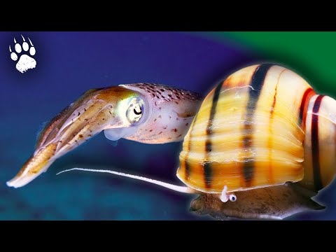 MOLLUSQUES : Que savez-vous vraiment sur ces créatures étonnantes ? ⎮ Documentaire animalier - AMP