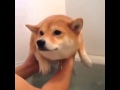 Doge swim 