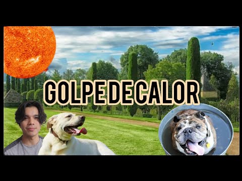 Si tienes perro ve esto antes del verano!!