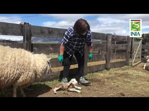 , title : 'Recomendaciones para parto de ovinos_Producción Animal'