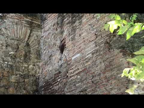 Large oriental hornet (Vespa orientalis) nest in Rome, Italy. 29/9/2023.