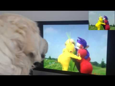 Lupin the Dog and the Teletubbies: the reaction