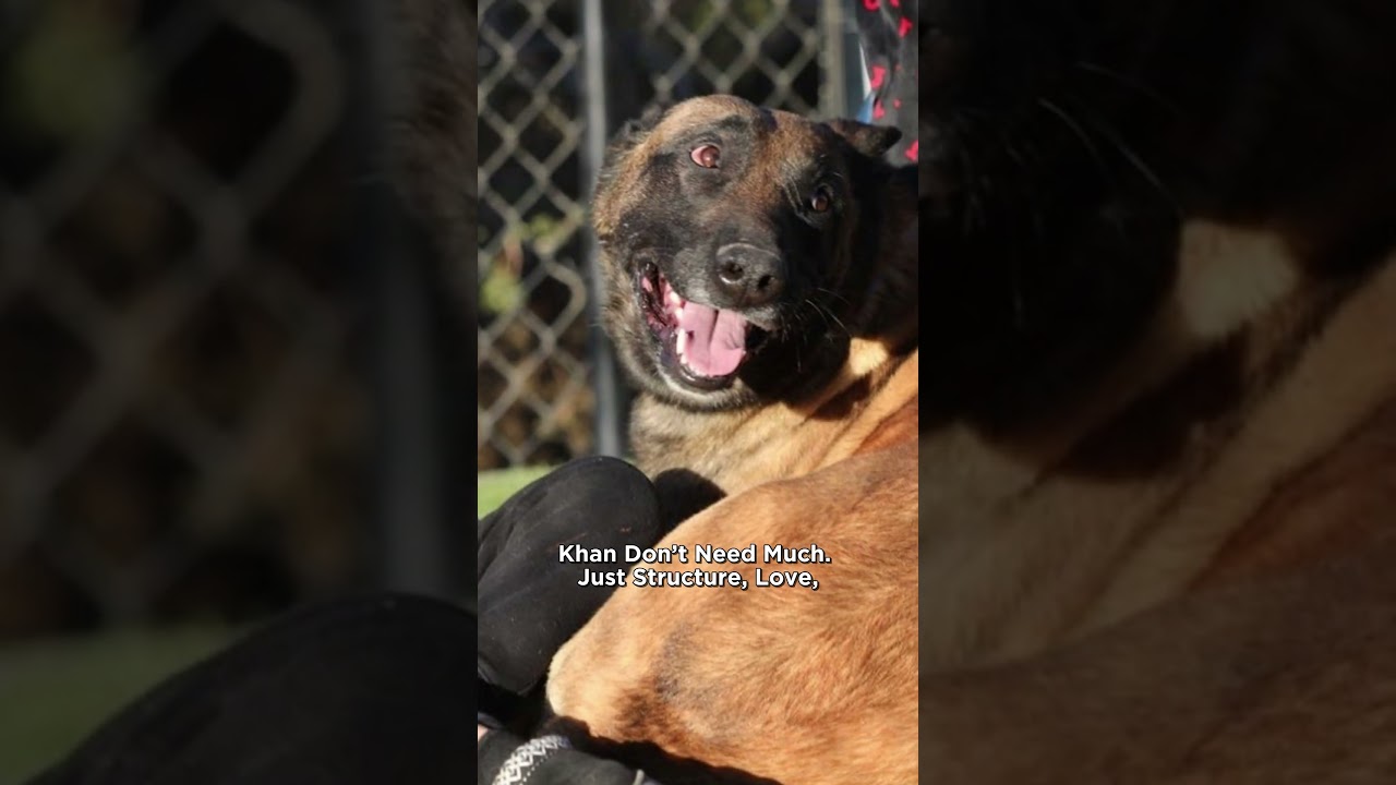 Khan, a ADOPTABLE Belgian Shepherd / Malinois in Naperville, IL video 3/6