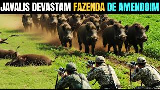 JAVALIS DESTROEM FAZENDA DE AMENDOIM — CAÇADORES PARTEM PARA UMA CAÇADA DE EMERGÊNCIA