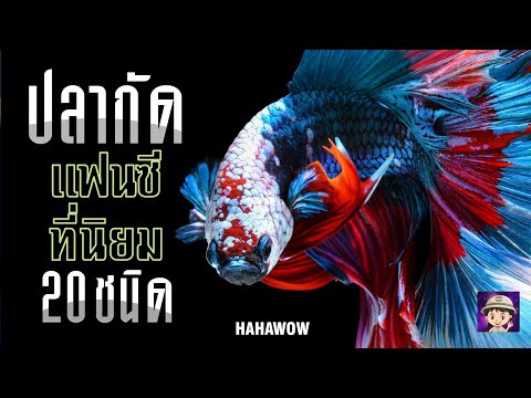 20 อันดับ ปลากัดสวยงาม ที่นิยมเลี้ยงกัน