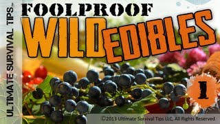 NEW! Foolproof Wild Edible Plants #1 - Easily Identify Common Wild Plants that You Can Eat