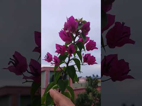 Pradipta's house#/ #comedy #funny #comdeymemes # Bougain vilea#Beautiful flowers