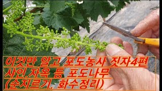 샤인머스켓 (순지르기,화수정리) 초보농민이면 봐야할영상4탄