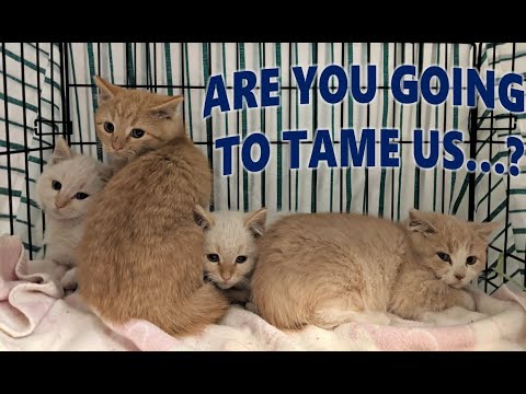 Hiss box kitten! Getting feral kittens out of a trap -  assessing feral kittens - beginning taming