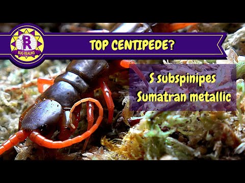 Stonožka červená (Scolopendra subspinipes) — terárium, kŕmenie a správanie