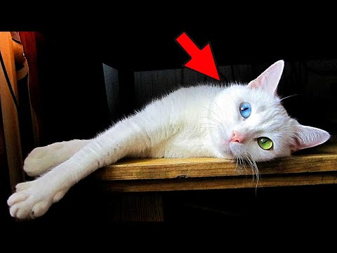 When the children got tired of the cat, the parents decided to get rid of it. They did something ter