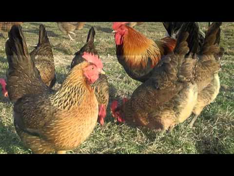 download lagu mp3 mp4 Piejo Kury Piejo, download lagu Piejo Kury Piejo gratis, unduh video klip Piejo Kury Piejo