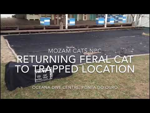TNR - Releasing feral Cat at Oceana Dive Centre, Ponta do OURO