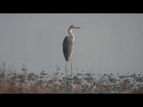 Grey Heron, Airone cenerino (Ardea cinerea)