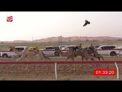 ش 8 (الشاهينيه) لـ سالم بن حمد الكربي 2:11 ، شارة الصندوق 2026/08/01 فطامين الساد