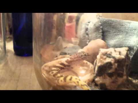 Geckos (food fighters) At the Lizard Lounge