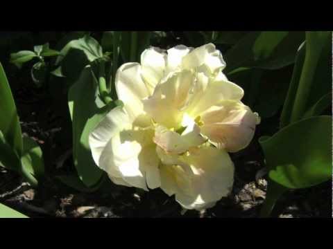 Secret Gardens - Valerie J Miller (Judy Collins, songwriter)