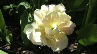 Secret Gardens - Valerie J Miller (Judy Collins, songwriter)