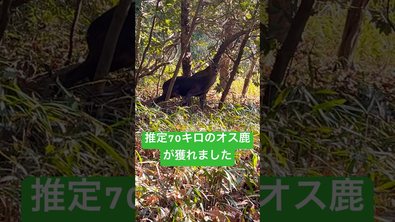 【有害駆除】推定70キロの雄鹿が獲れました