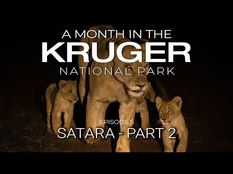 A MONTH in the KRUGER - SATARA - Part 2 (Episode 5)