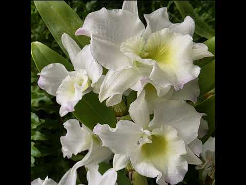 Meterse en un jardín | Los aromas de las flores blancas que vuelven por primavera