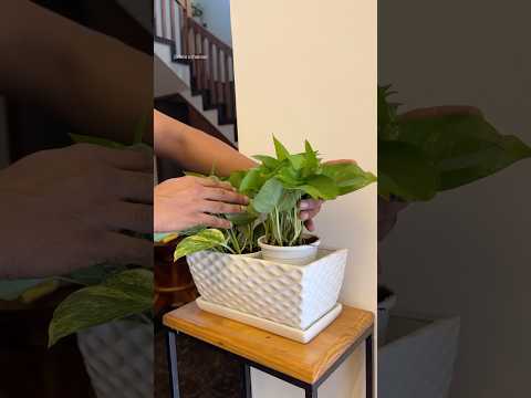 Indoor plants | #jishnuuthaman #indoorplants #gardening #garden #keralagarden