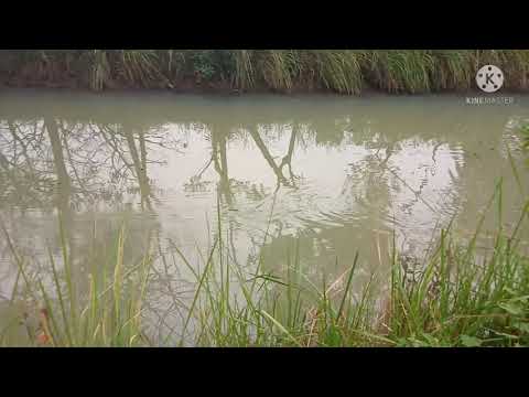 Lure DUO Realis Pencil 💯