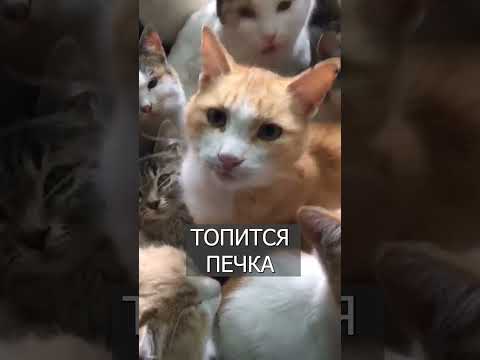 Турок Спас Кошек в МОРОЗ