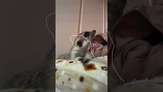 Don't move😭 미어캣(meerkat)#shorts